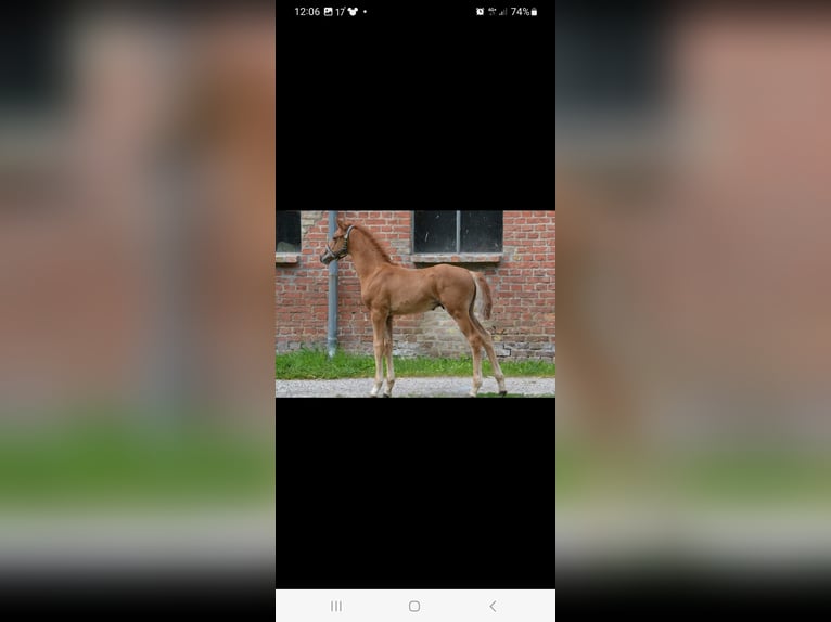 Oldenburg Gelding 12 years 16.2 hh Chestnut-Red in Kotzen