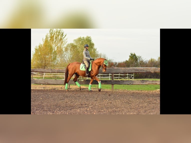 Oldenburg Gelding 12 years 16.2 hh Chestnut-Red in Kotzen