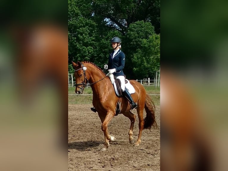 Oldenburg Gelding 12 years 16.2 hh Chestnut-Red in Kotzen