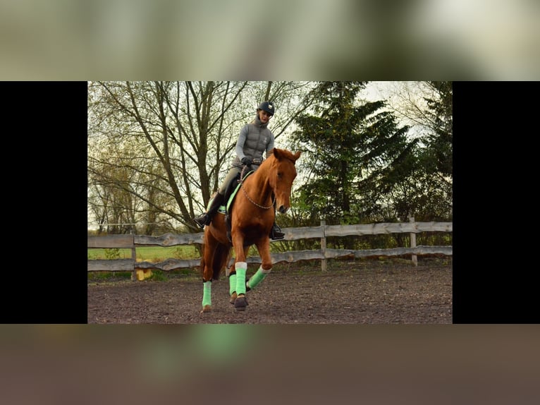 Oldenburg Gelding 12 years 16.2 hh Chestnut-Red in Kotzen
