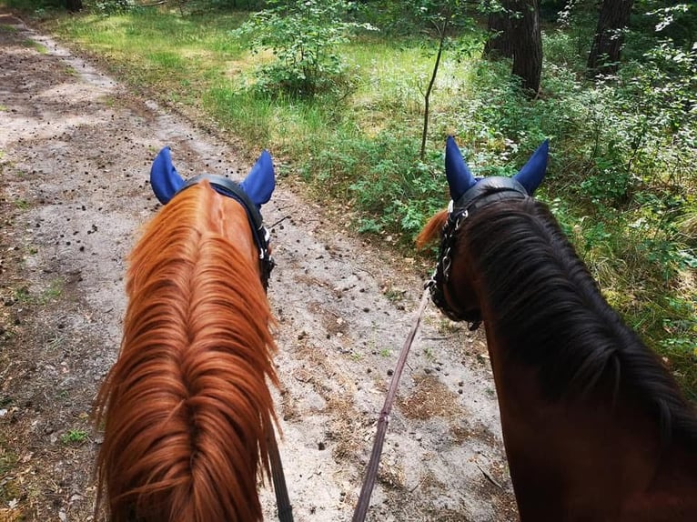 Oldenburg Gelding 12 years 16.2 hh Chestnut-Red in Kotzen