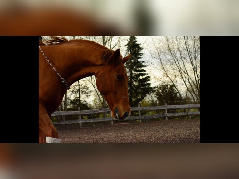 Oldenburg Gelding 12 years 16.2 hh Chestnut-Red in Kotzen