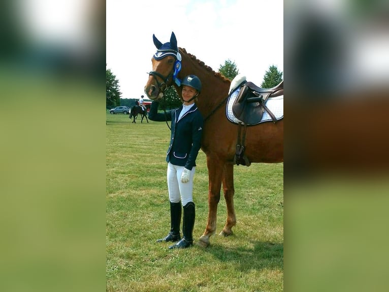 Oldenburg Gelding 12 years 16.2 hh Chestnut-Red in Kotzen