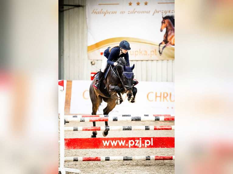 Oldenburg Gelding 12 years 16,2 hh Smoky-Black in Jaroszewo