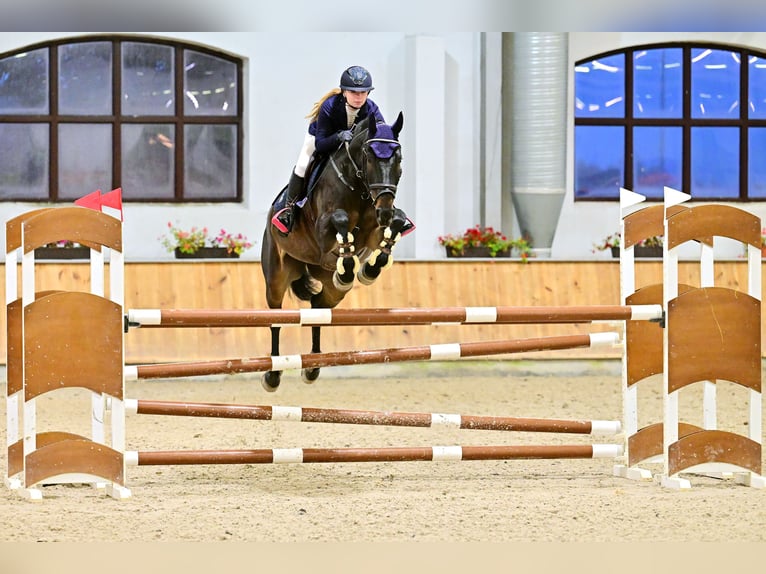 Oldenburg Gelding 12 years 16,2 hh Smoky-Black in Jaroszewo