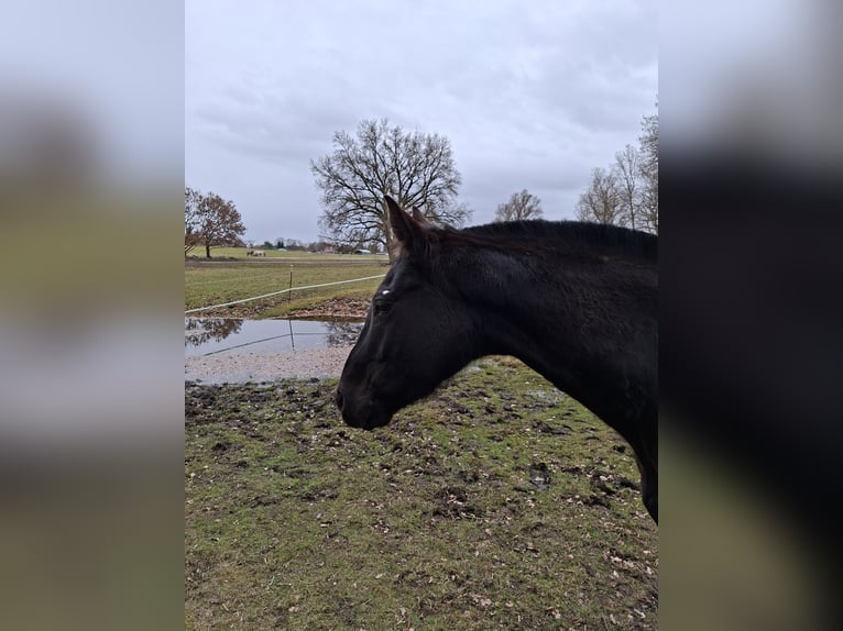 Oldenburg Gelding 12 years 16 hh Black in Tessin