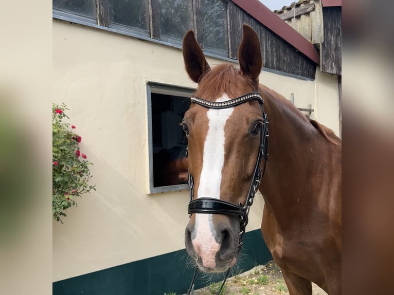 Oldenburg Gelding 12 years 16 hh Chestnut in Bergholz-Rehbr&#xFC;cke