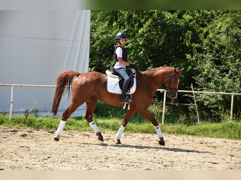 Oldenburg Gelding 12 years 16 hh Chestnut-Red in Prag