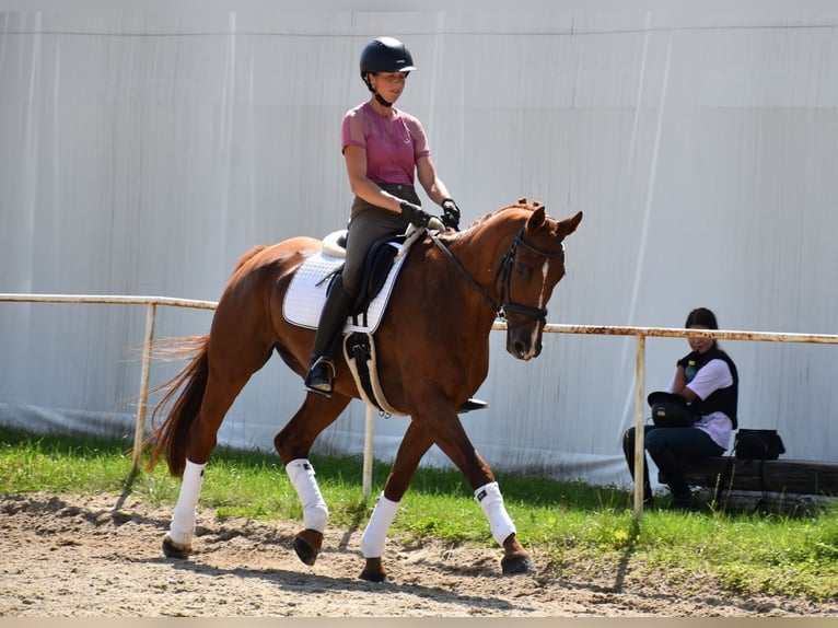 Oldenburg Gelding 12 years 16 hh Chestnut-Red in Prag