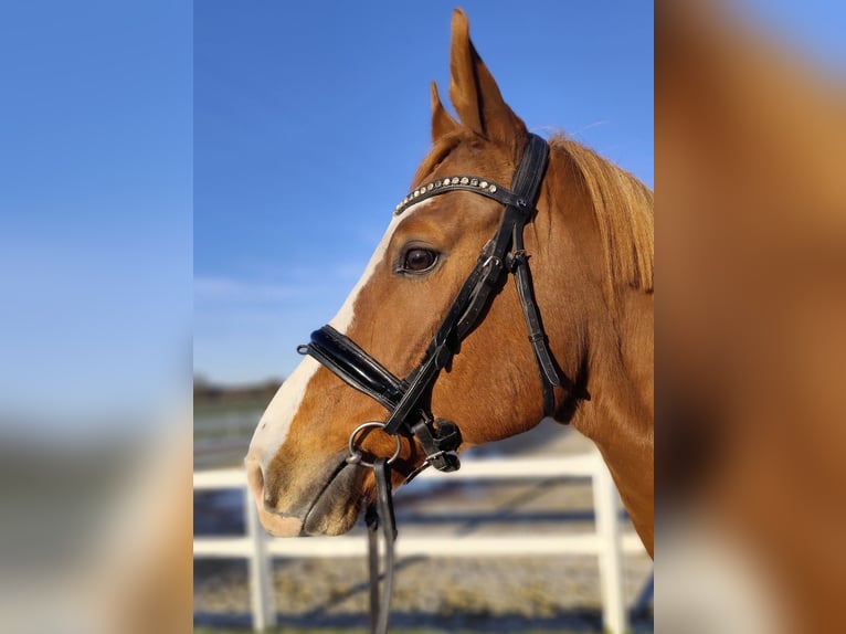 Oldenburg Gelding 12 years 16 hh Chestnut-Red in Bad Laer