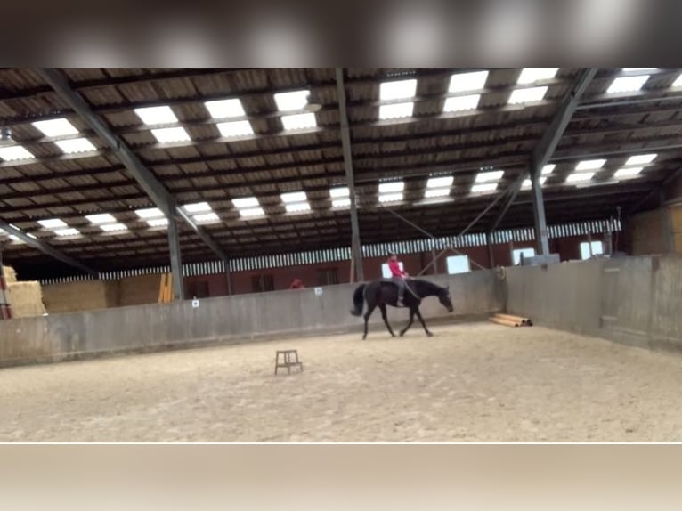 Oldenburg Gelding 12 years 16 hh in Ostercappeln