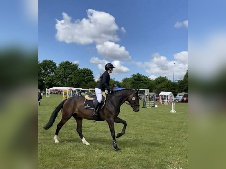 Oldenburg Gelding 12 years 16,1 hh Bay-Dark in Wendorf