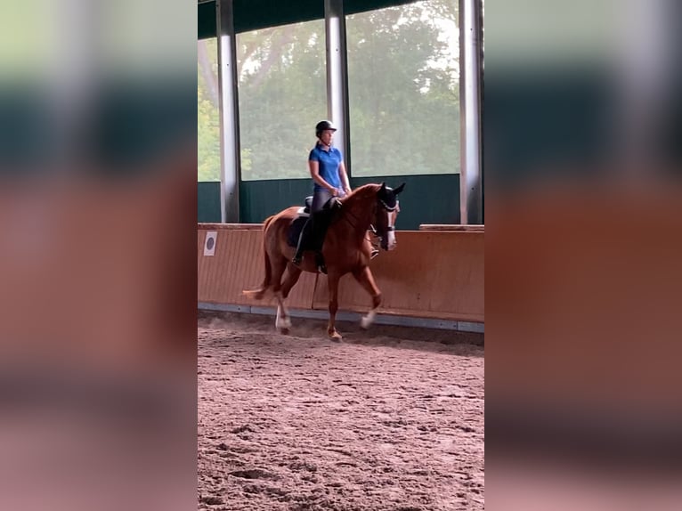 Oldenburg Gelding 12 years 16,2 hh Chestnut-Red in Erftstadt