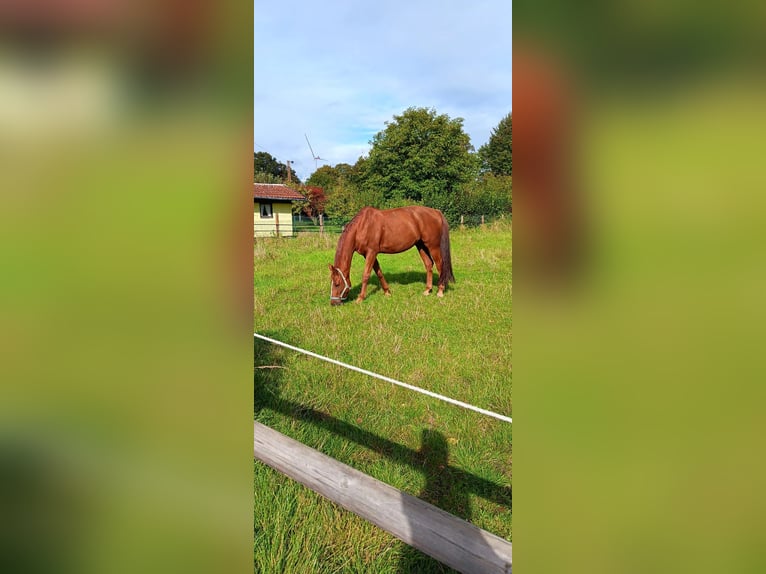 Oldenburg Gelding 12 years 16,2 hh Chestnut-Red in Lengde