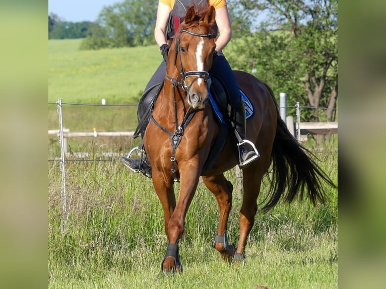 Oldenburg Gelding 12 years 16,2 hh Chestnut-Red in Liebenburg