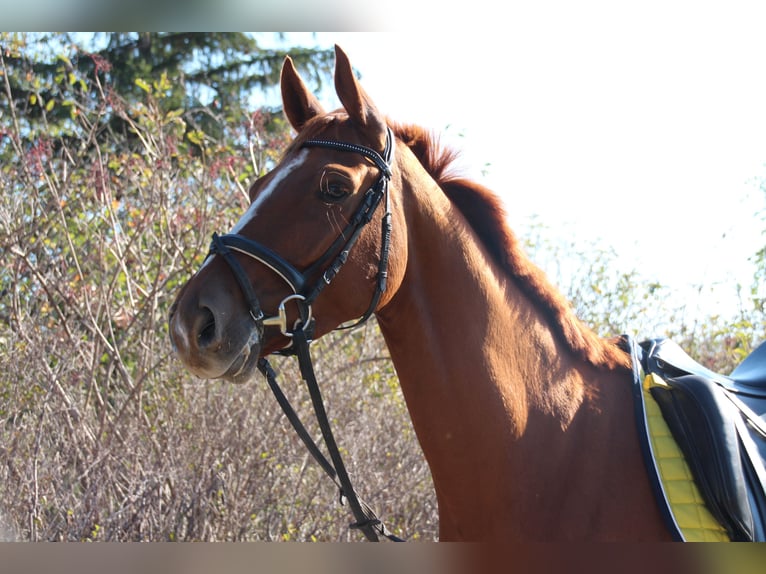 Oldenburg Gelding 12 years 16,2 hh Chestnut-Red in Liebenburg