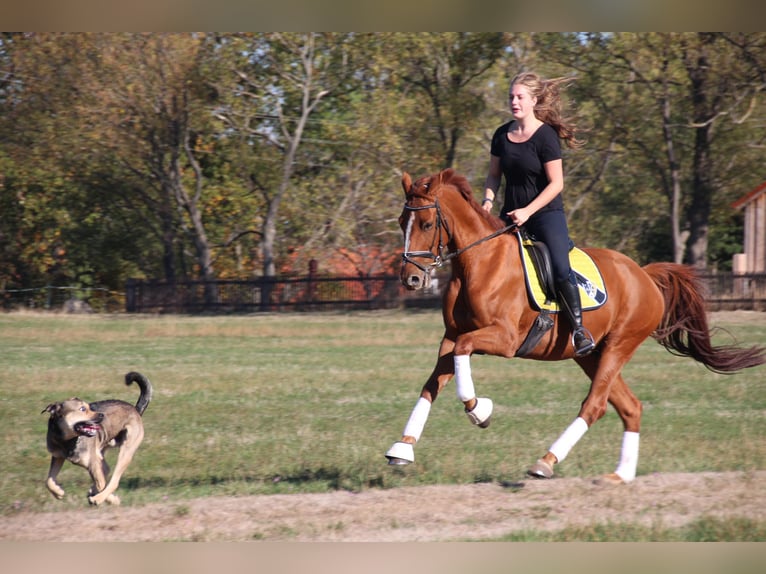 Oldenburg Gelding 12 years 16,2 hh Chestnut-Red in Liebenburg