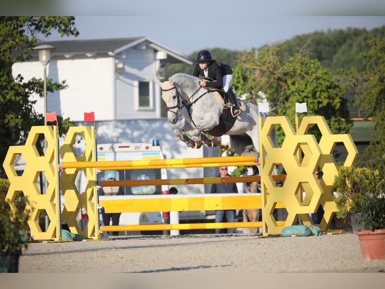 Oldenburg Gelding 12 years 16,2 hh Gray in Weert