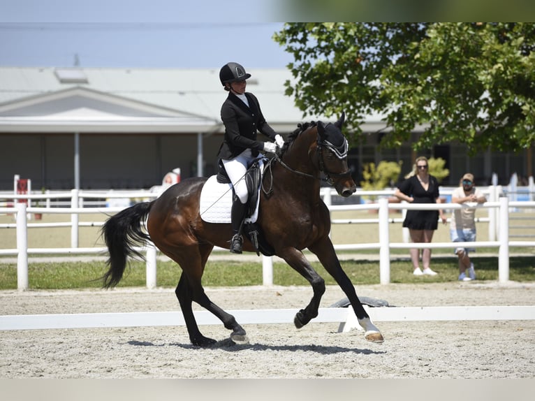 Oldenburg Gelding 12 years 16,3 hh Brown in Wien, Leopoldstadt
