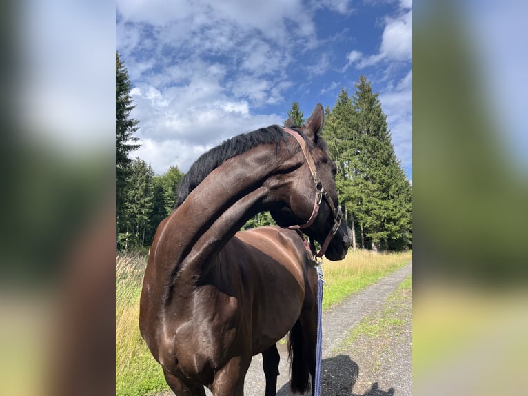 Oldenburg Gelding 12 years 16,3 hh Smoky-Black in Bad Soden-Salmünster