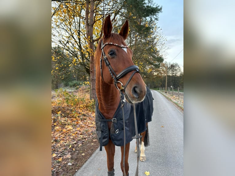 Oldenburg Gelding 12 years 17,1 hh Chestnut-Red in Hilpoltstein