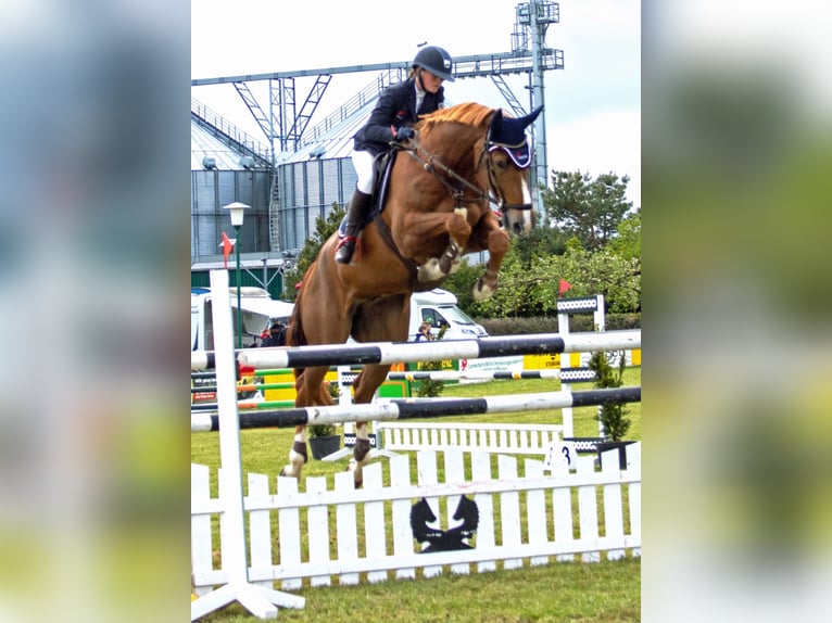 Oldenburg Gelding 12 years 17,1 hh Chestnut-Red in Insel Poel