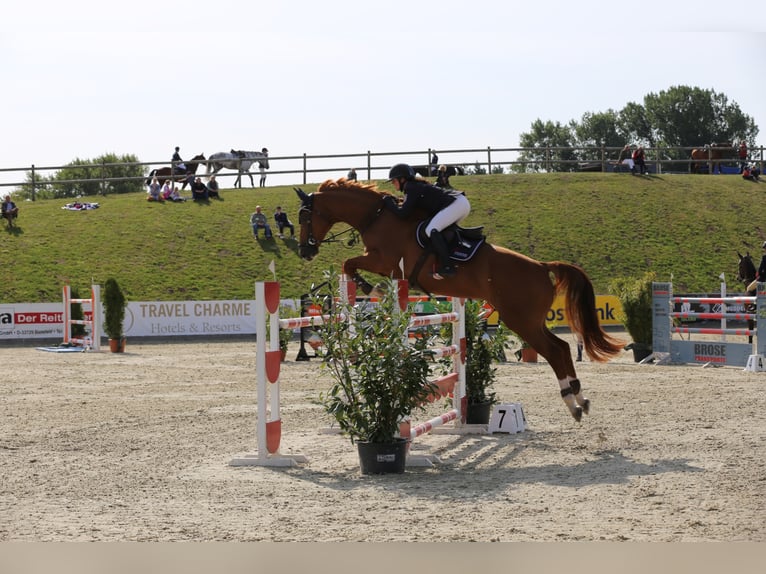 Oldenburg Gelding 12 years 17,1 hh Chestnut-Red in Insel Poel