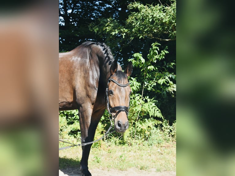 Oldenburg Gelding 12 years 17 hh Bay-Dark in Hilden