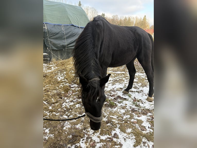 Oldenburg Gelding 12 years 17 hh Black in Stadtbergen