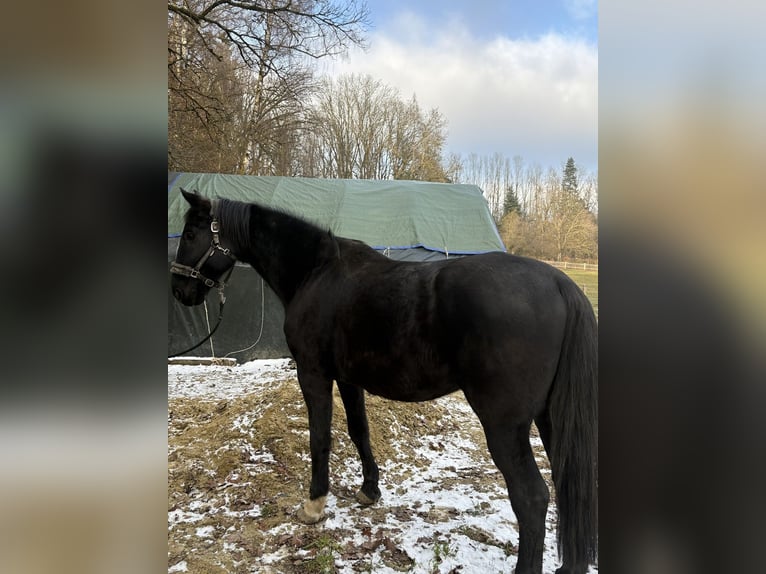 Oldenburg Gelding 12 years 17 hh Black in Stadtbergen
