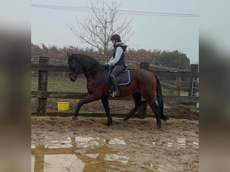 Oldenburg Gelding 12 years 17 hh Brown in Daleiden