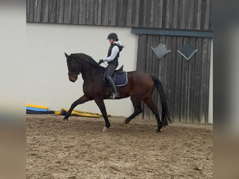 Oldenburg Gelding 12 years 17 hh Brown in Daleiden