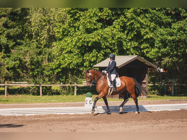 Oldenburg Gelding 12 years 17 hh Brown in Hetlingen