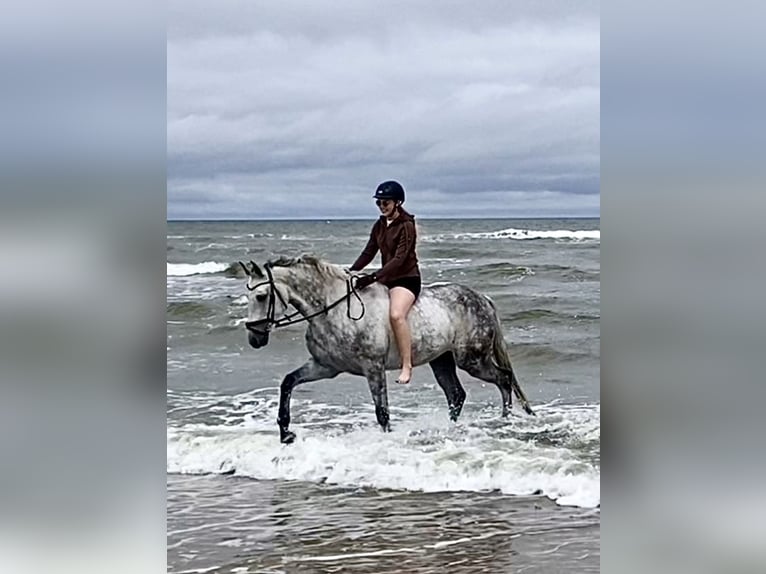 Oldenburg Gelding 12 years 17 hh Gray in Aurich Egels