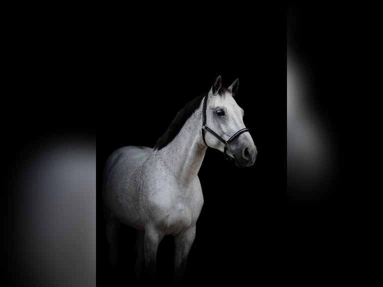 Oldenburg Gelding 12 years 17 hh Grey in Bensheim