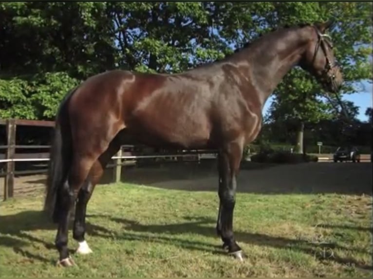 Oldenburg Gelding 12 years 17,1 hh Bay-Dark in Burgdorf