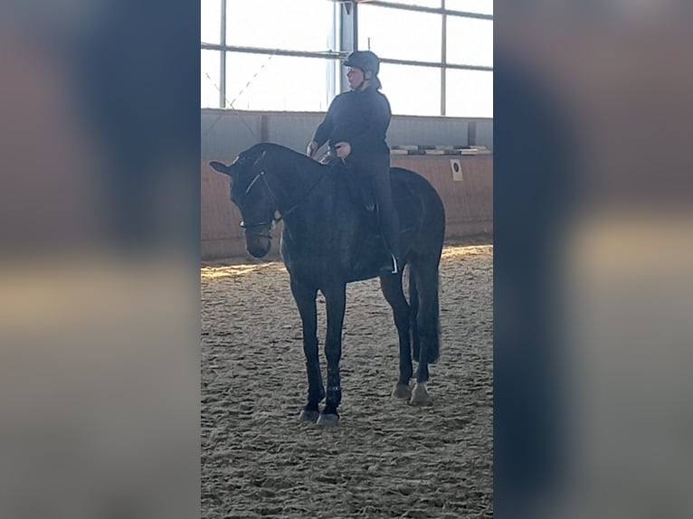 Oldenburg Gelding 12 years 17,1 hh Bay-Dark in Burgdorf