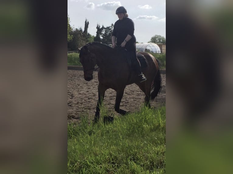Oldenburg Gelding 12 years 17,1 hh Bay-Dark in Burgdorf