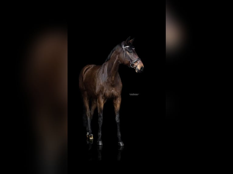Oldenburg Gelding 12 years 17,1 hh Bay-Dark in Burgdorf