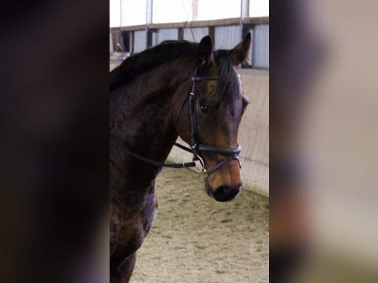 Oldenburg Gelding 12 years 17,1 hh Bay-Dark in Burgdorf