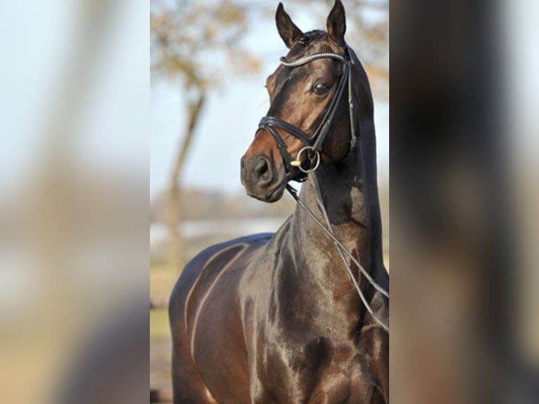 Oldenburg Gelding 12 years 17,1 hh Bay-Dark in Burgdorf