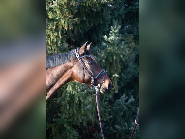 Oldenburg Gelding 12 years 17,1 hh Bay-Dark in Burgdorf