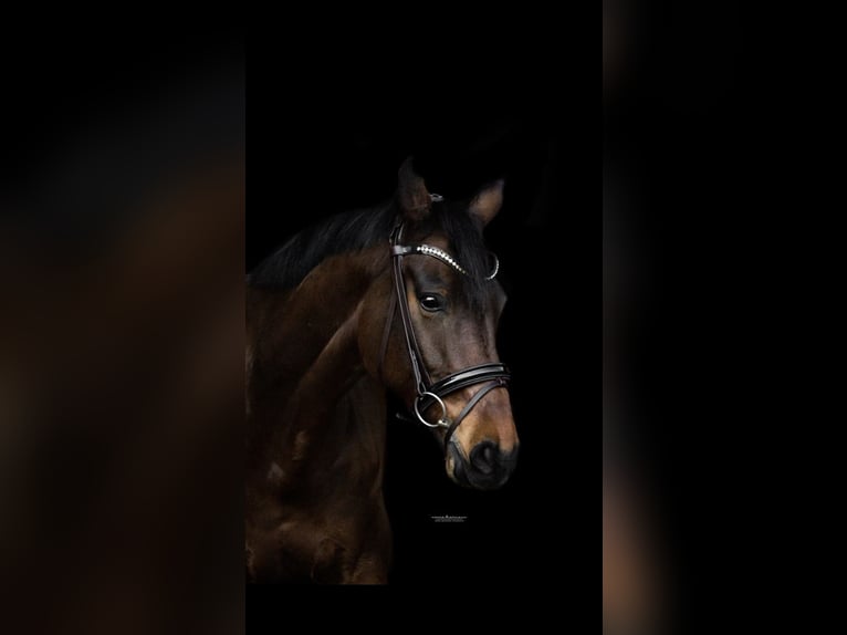 Oldenburg Gelding 12 years 17,1 hh Bay-Dark in Burgdorf