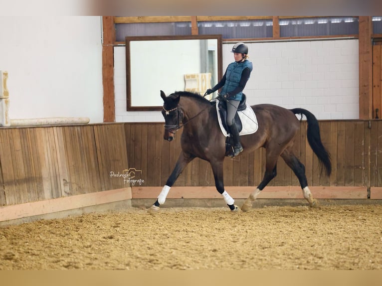 Oldenburg Gelding 12 years 17,1 hh Brown in Velbert