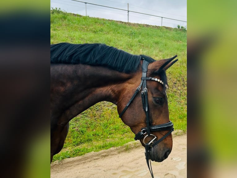 Oldenburg Gelding 12 years 17,1 hh Brown in Velbert