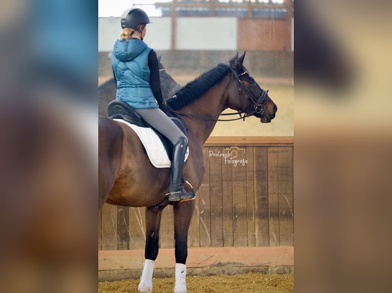 Oldenburg Gelding 12 years 17,1 hh Brown in Velbert