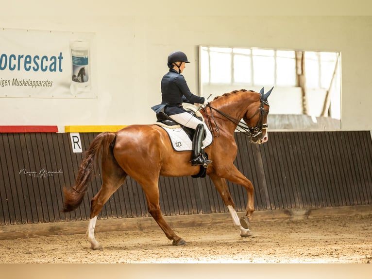 Oldenburg Gelding 12 years 17,1 hh Chestnut in Altdorf