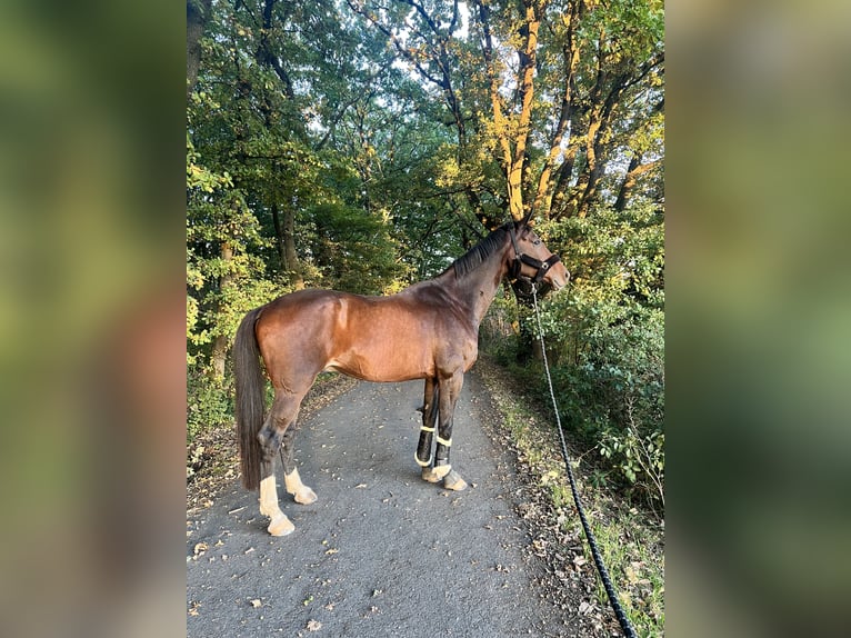 Oldenburg Gelding 12 years 18 hh Bay-Dark in Sundern Oldenburg Gelding 12 years 18 hh Bay-Dark in Sundern