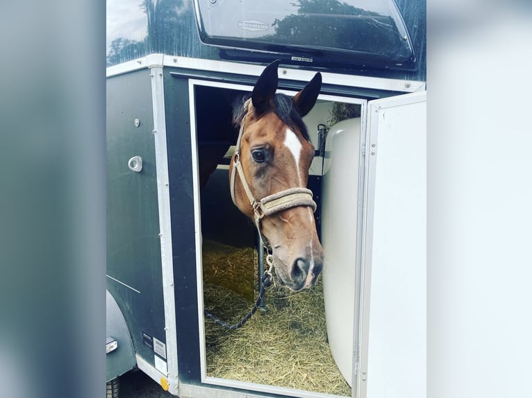Oldenburg Gelding 12 years 18 hh Bay-Dark in Sundern Oldenburg Gelding 12 years 18 hh Bay-Dark in Sundern