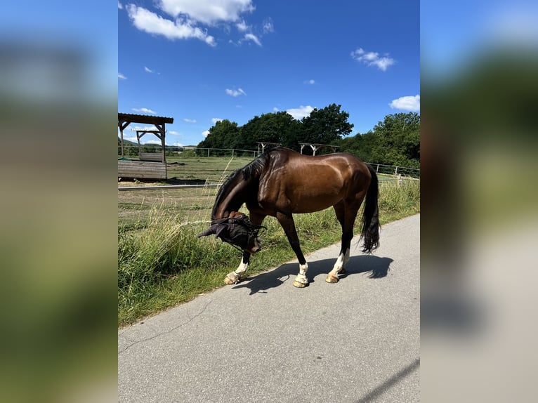 Oldenburg Gelding 12 years 18 hh Bay-Dark in Sundern Oldenburg Gelding 12 years 18 hh Bay-Dark in Sundern